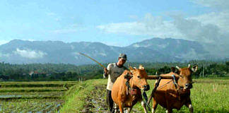 Petani