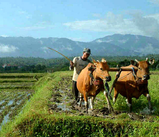5 Berita Koran Bali Post Terbit Hari Ini, Kamis 4 Desember 2025 Petani
