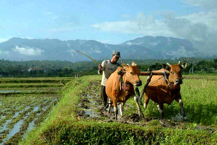 Petani