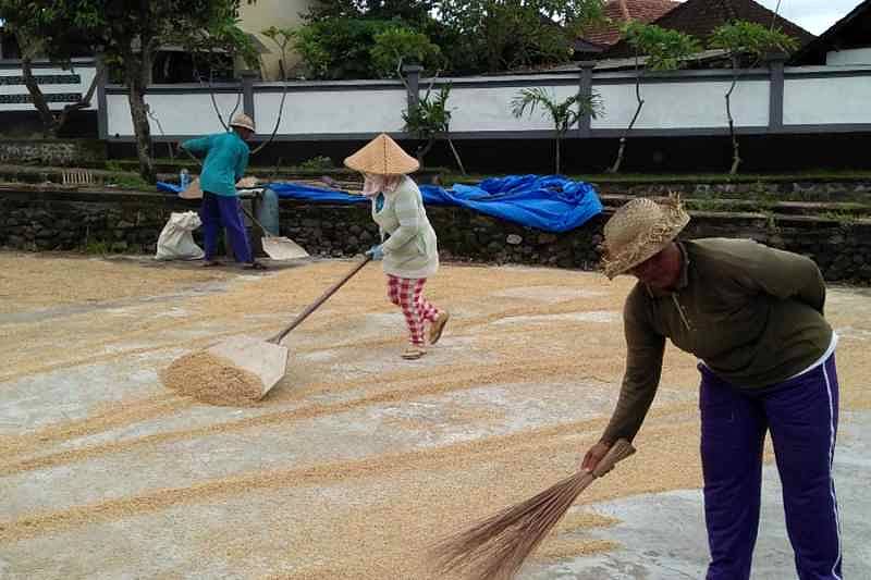Minim, Usaha Penggilingan Padi Miliki Alat Pengering | BALIPOST.com