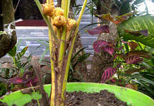 kelapa