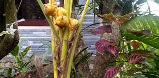 kelapa