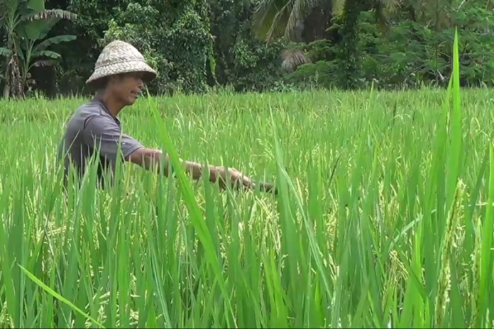 Walang Sangit Dan Tunggro Serang Puluhan Are Tanaman Padi Balipost Com