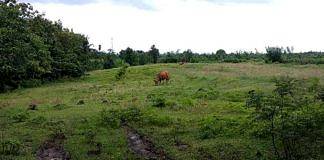 Tegalbadeng