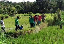 Hektaran Sawah di Subak Bekutel Diserang Hama Tikus sawah