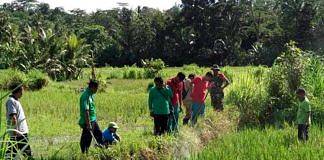 sawah