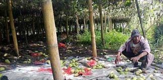 buah labu