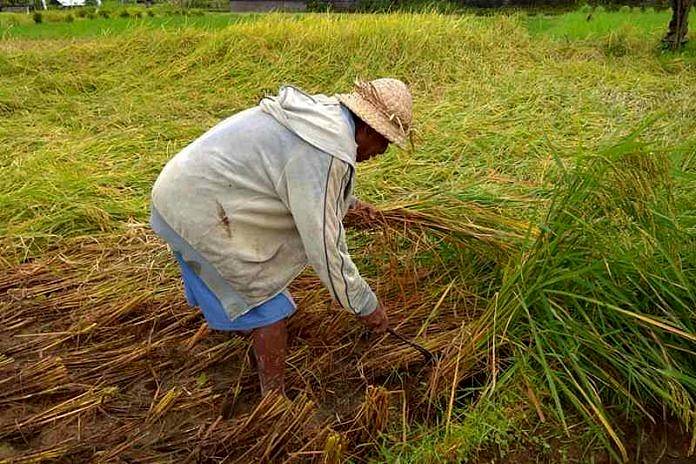 Tanaman Padi Rebah, Petani Pilih Panen Mendahului 1 tanaman