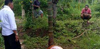 sapi