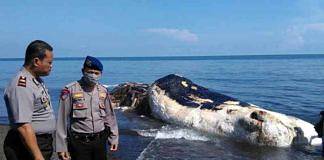 ikan paus
