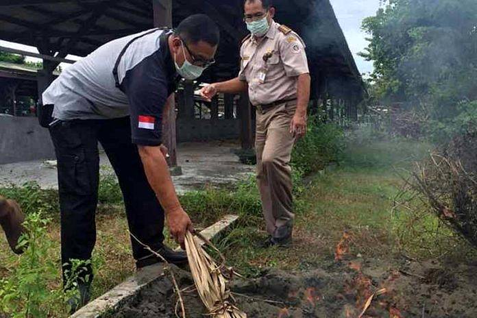 Belasan Ayam Kampung Dimusnahkan Karantina 1 ayam kampung
