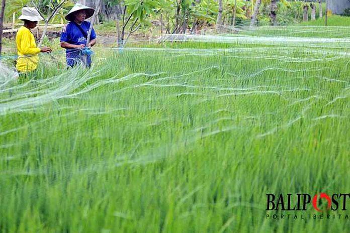 Karena Ini, RTH Perkotaan akan Makin Berkurang 1