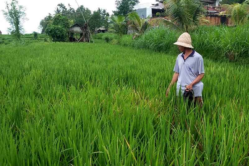 Cegah Kebocoran Pupuk Bersubsidi, Petani Bali Dibagikan Kartu Tani