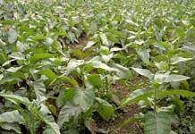 Rusak Terkena Hujan Abu, Hasil Panen Tembakau Menurun