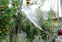 Sebulan Terakhir, Harga Jeruk Alami Penurunan