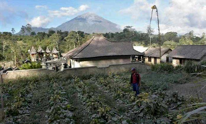 Tanaman Terpapar Abu Vulkanik, Petani Pemuteran Rugi Puluhan Juta Rupiah 1