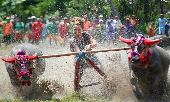 Barapan Kebo, Pembuka di Festival Pesona Moyo 1
