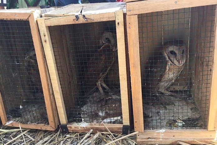 Konservasi Burung Hantu Tyto Alba, Kesulitan Dapatkan Pakan 1