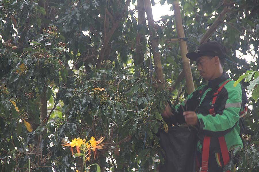 Petani Datangkan Pemetik Cengkeh Luar Bali Di Musim Panen Balipost Com