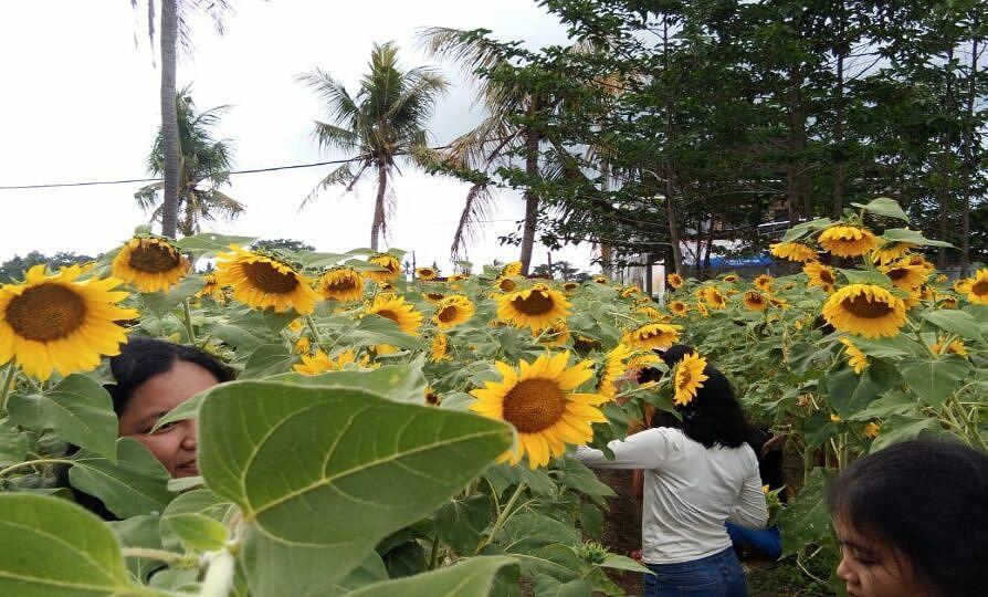 Lahan Kurang Produktif Diubah Jadi Taman Bunga Matahari Balipost Com