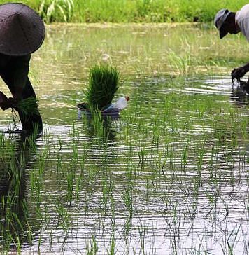 Tidak Baik untuk Bercocok Tanam, Berikut Ala Ayuning Dewasa 14 Oktober 2026