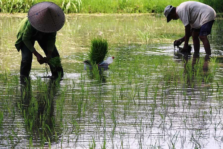 Pertanian dalam Perekonomian Bali | BALIPOST.com