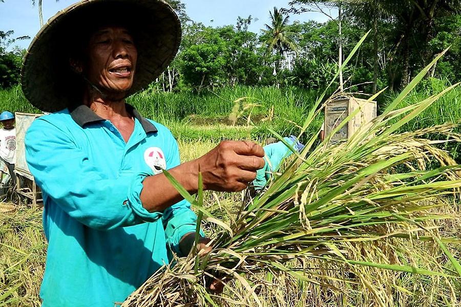 Padi Diserang Hama Tikus dan Wereng Hasil Produksi Gabah 