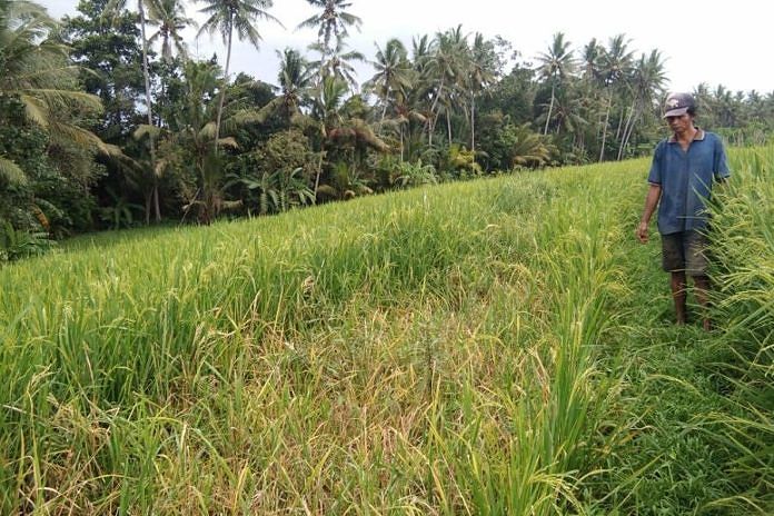 Petani Subak Serongga Resah Puluhan Hektar Padi Diserang Hama Tikus Balipost Com