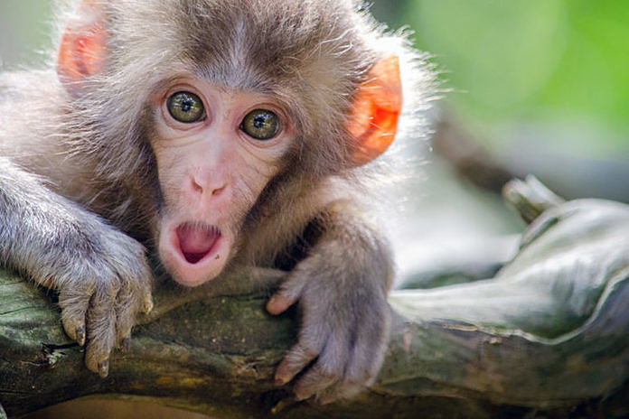 Indonesia Potentially Could Get Infected by Monkeypox 3