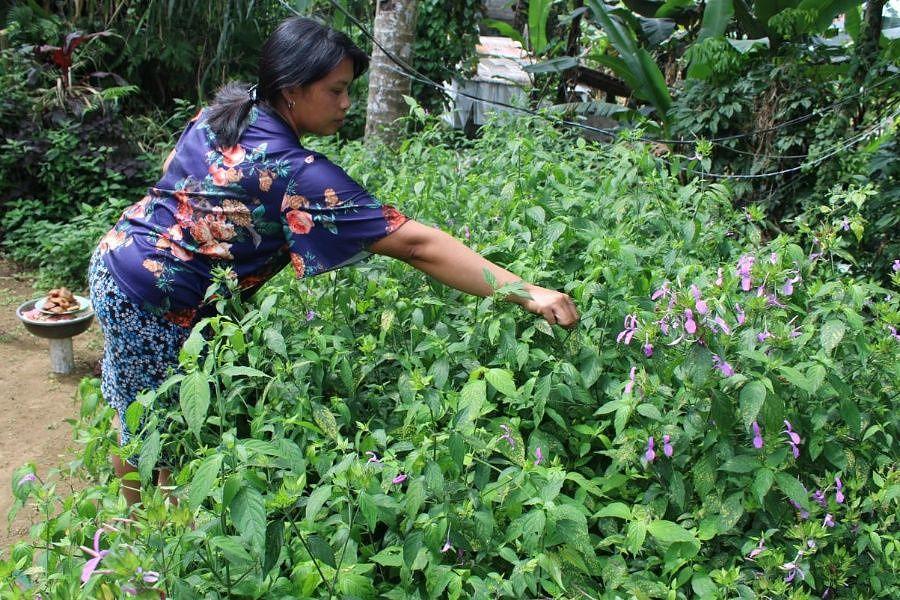 Obati Berbagai Penyakit Daun Urat Merah Laku Dijual Balipost Com