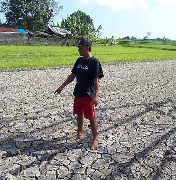 Ratusan Subak di Bali Berpotensi Terdampak Iklim Ekstrem