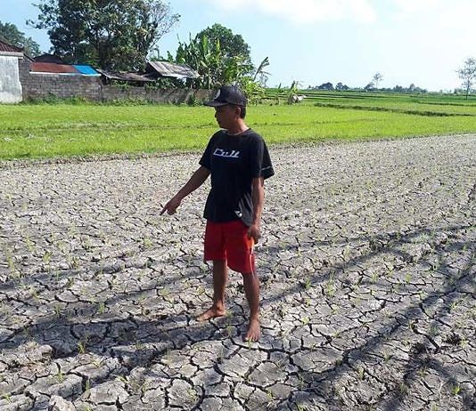 Ratusan Subak di Bali Berpotensi Terdampak Iklim Ekstrem