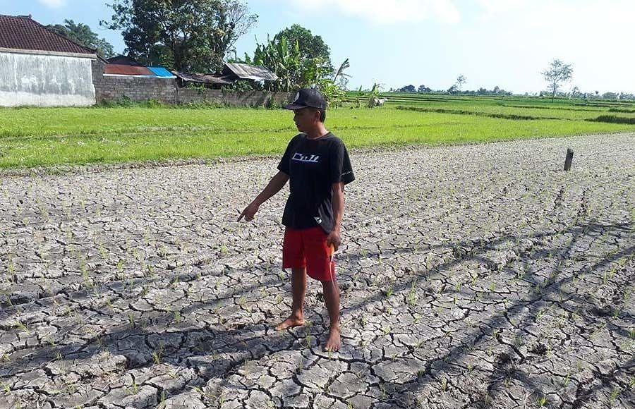 Ratusan Subak di Bali Berpotensi Terdampak Iklim Ekstrem