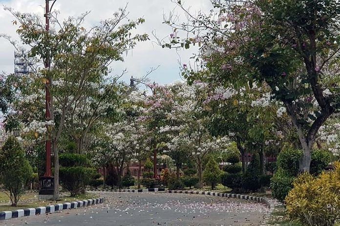 Bunga Tabebuya Bermekaran Bak di Negeri Sakura 1