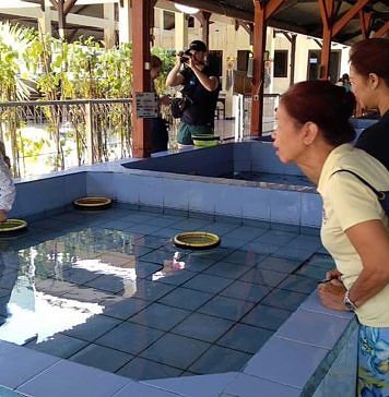 Konservasi Penyu Bali Perlu Perkuat Pelibatan Masyarakat dan Jaga Habitat