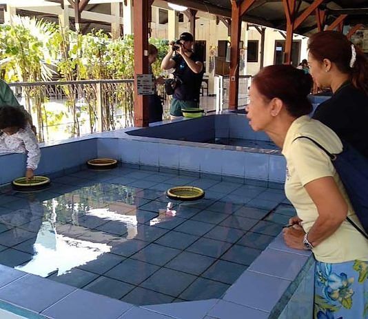 Konservasi Penyu Bali Perlu Perkuat Pelibatan Masyarakat dan Jaga Habitat