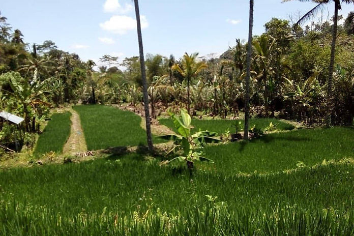 Petani Salak di Duda Timur Beralih Tanam Padi 1