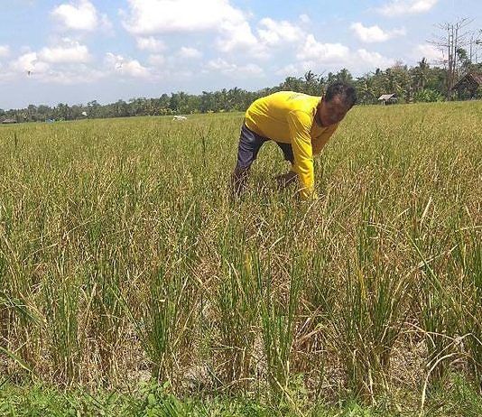 Sambut Baik Penurunan Harga Pupuk Subsidi, Petani Harap Kualitas Tetap Terjaga