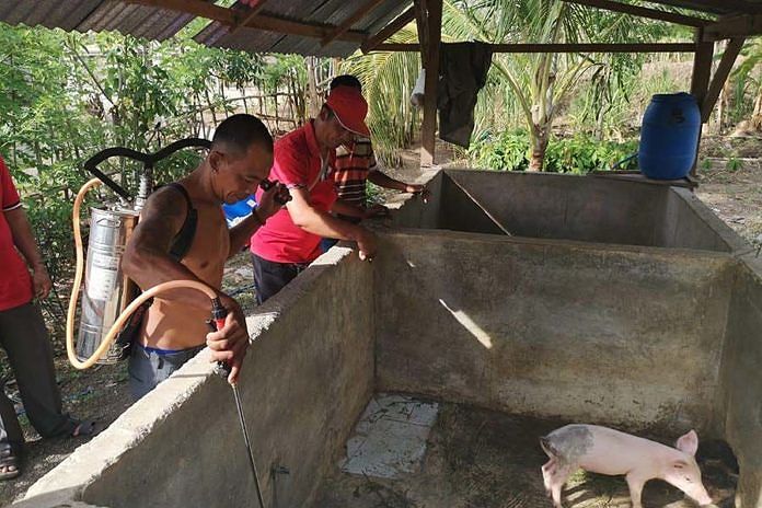 Waspadai ASF, Kandang Babi Warga di Manistutu Disemprot Disinfektan 1