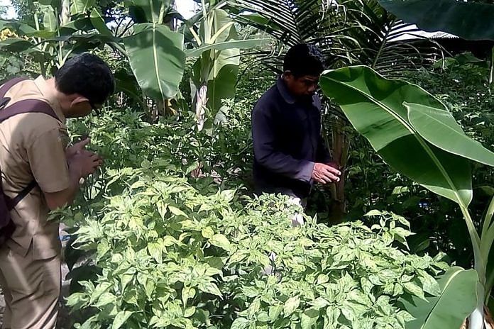 Harga Merangkak Naik, Tanaman Cabai Petani Jembrana Justru Diserang Hama 1