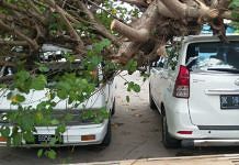 Pohon Timpa Mobil dan Sepeda Motor