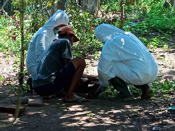BB VET Ambil Sampel Darah Lima Ekor Babi di Desa Bungkulan 1