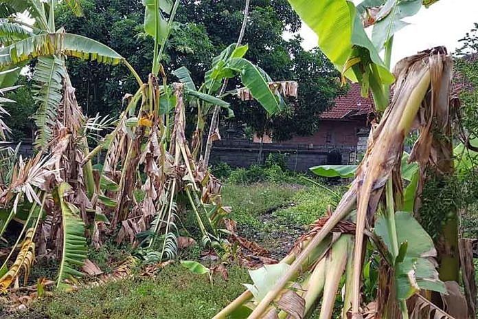 Diserang OPT Pohon Pisang Berbuah Mati BALIPOST com