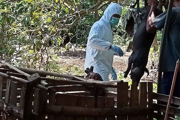 Distan Buleleng Tetap Awasi Peternakan Babi di Bungkulan 1