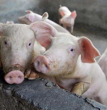 Dugaan ASF Kembali Merebak, Distanpangan Bali Imbau Peternak Perketat Biosekuriti