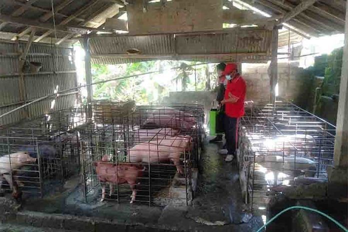 Babi Mati Terus Bertambah di Jembrana 1