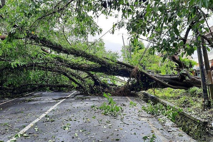  Pohon  Kendal Tumbang Tembok  Pasar Yangapi Rusak 