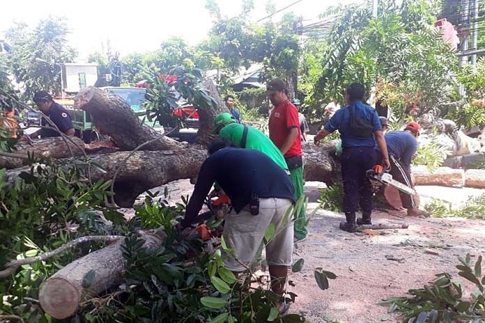 Terungkap, Identitas Korban Tertimpa Pohon di Renon 1