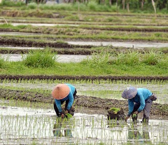 Tidak Baik untuk Bercocok Tanam, Berikut Ala Ayuning Dewasa 16 Juni 2026
