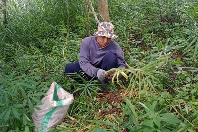 Pariwisata Lesu, Banyak Warga Karangasem Beralih ke Pertanian 1